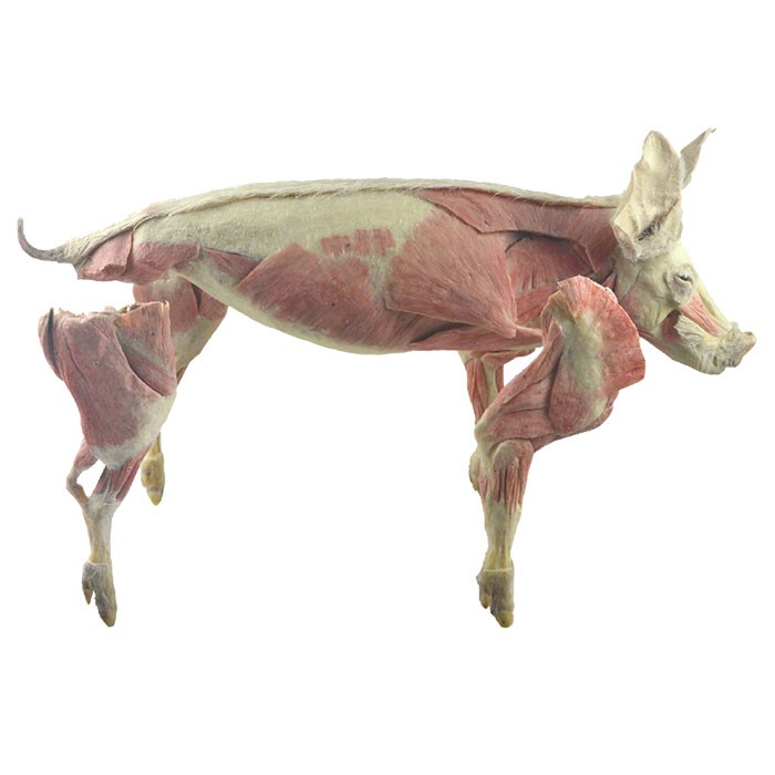 Whole-pig-body-plastination-2