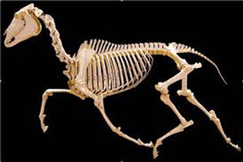 Horse bone