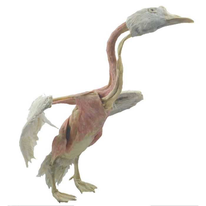 Goose Plastinated Anatomical Specimen