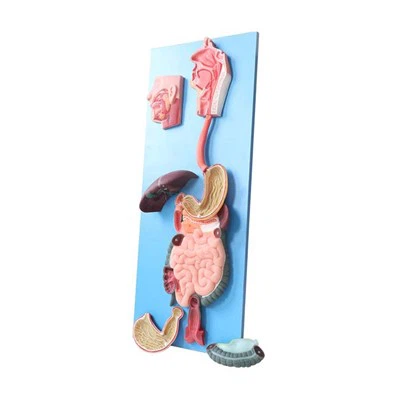 Bir insan sindirim sistemi modeli