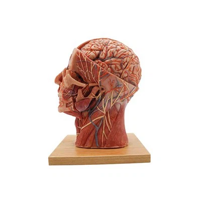 Anatomik kafa modeli