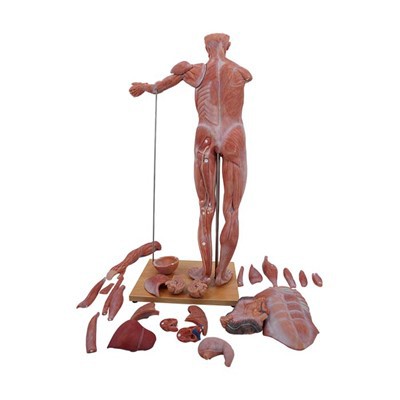 Anatomi Modeli İnsan Vücudu