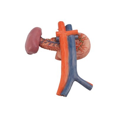 Anatomi Öğretim Modelleri