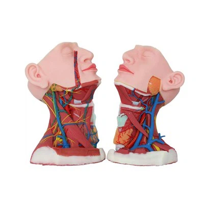 Tıp öğrencileri için en iyi anatomi modelleri