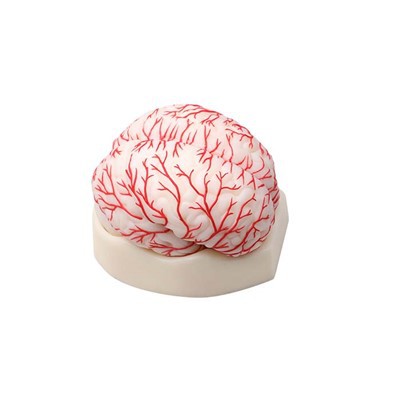 Patoloji Modelleri geleneksel yöntemlere göre daha uygun maliyetli midir?