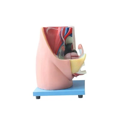 Kadın Pelvis Organ Modeli