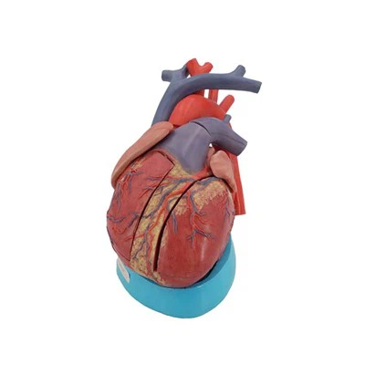 Kalp simülasyon modeli