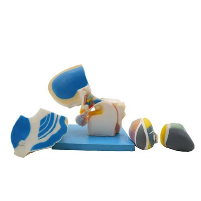 İnsan Vücudu Bölüm Anatomisi Modeli