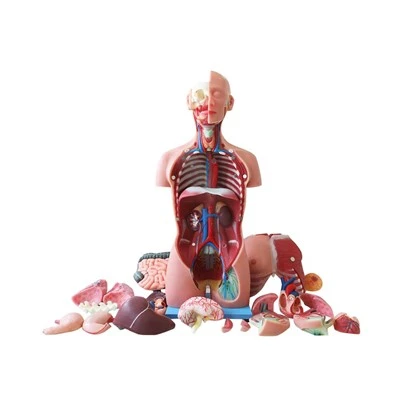 İnsan Gövde Anatomik Modeli