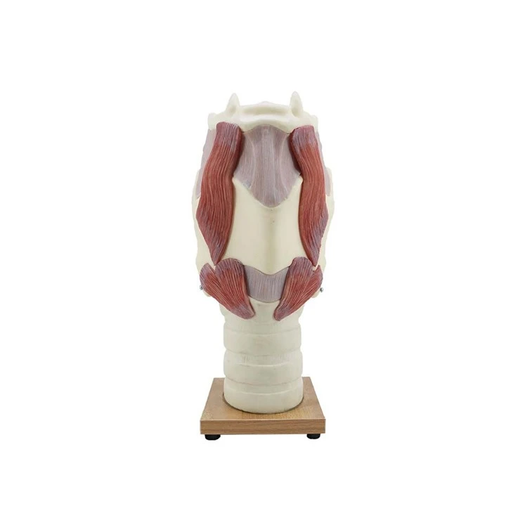 Soft Silicone Enlarged Larynx Anatomy Model